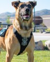 K9 Hondo | Herriman City Police Department, Utah